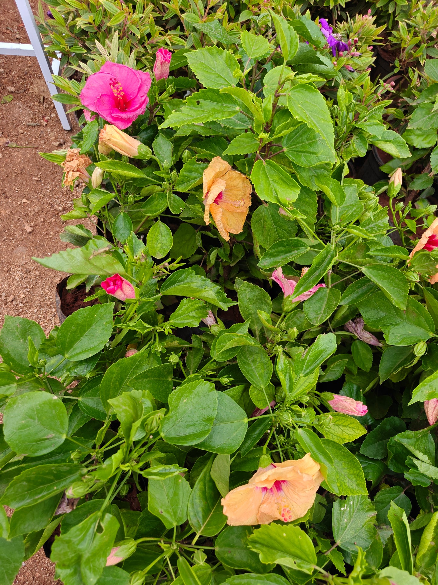 Hibiscus mix