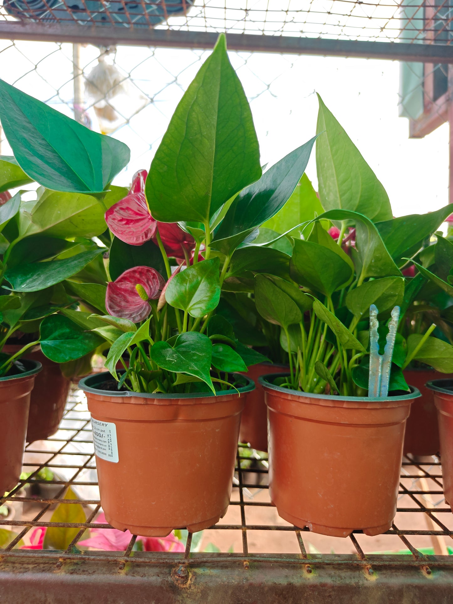 Anthurium