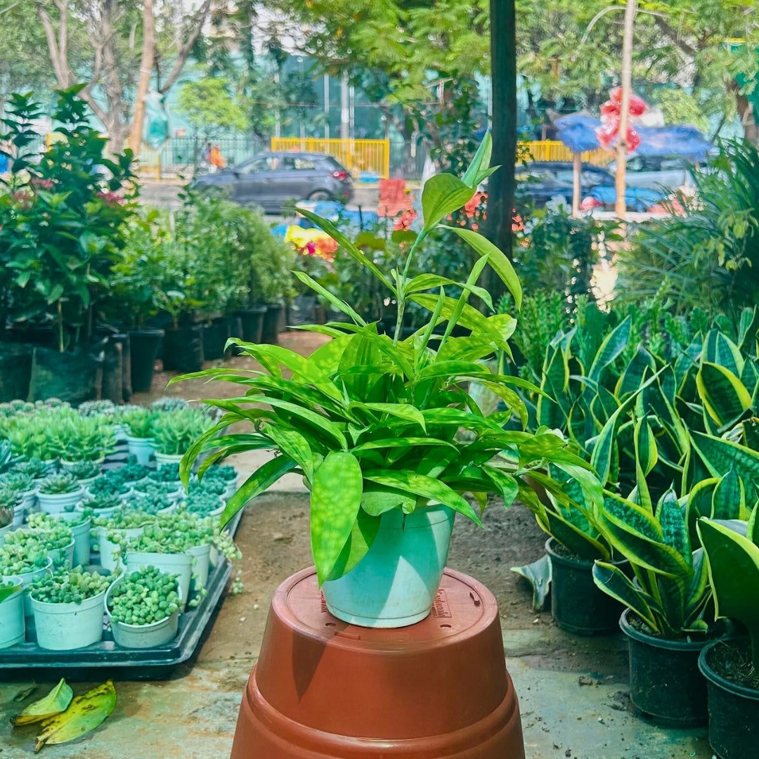 Dracaena Golden Milky