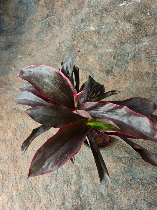 Dracena broad leaf