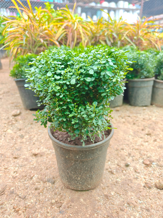 Madhukamini Dwarf