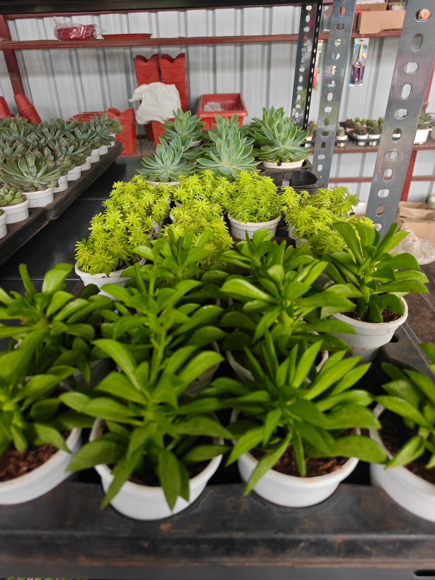 Succulent any variety