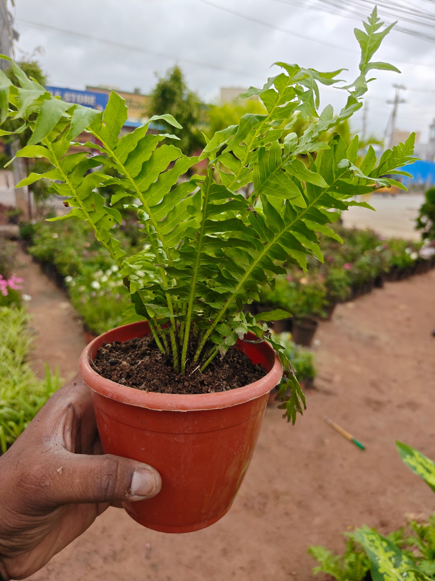 Fern green