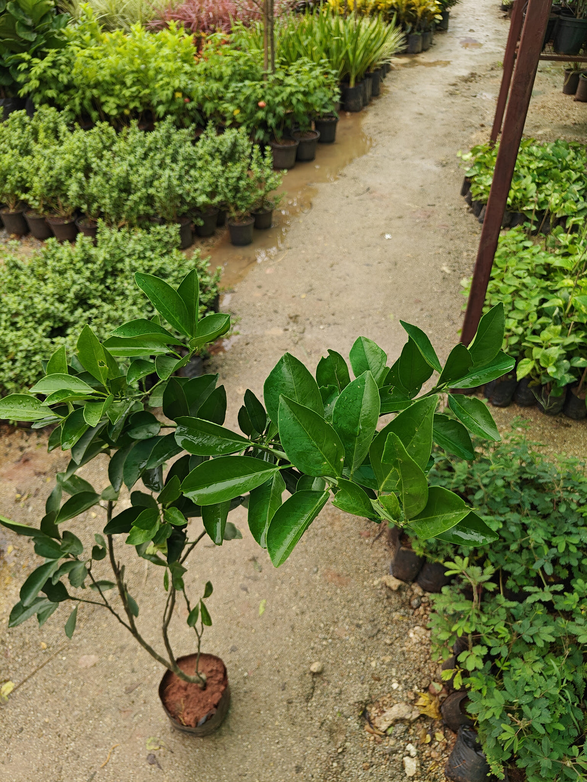 Mosambi ( Battai )