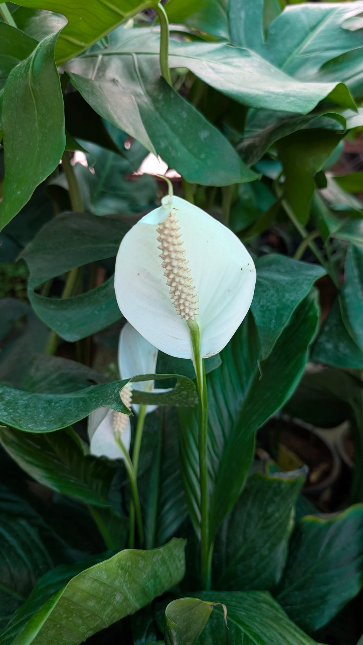 Peace Lilly ( Narrow Leaf )