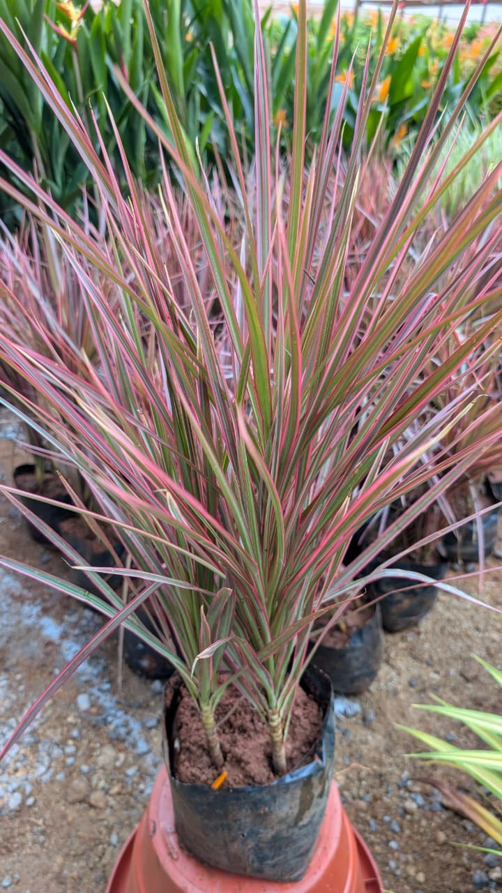 Dracaena Colorama