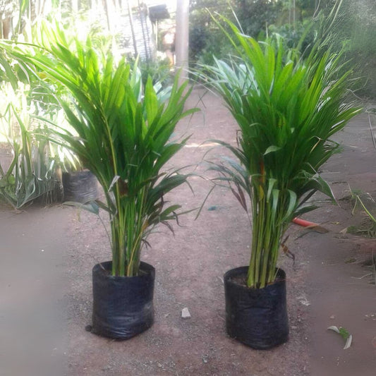 Areca Palm