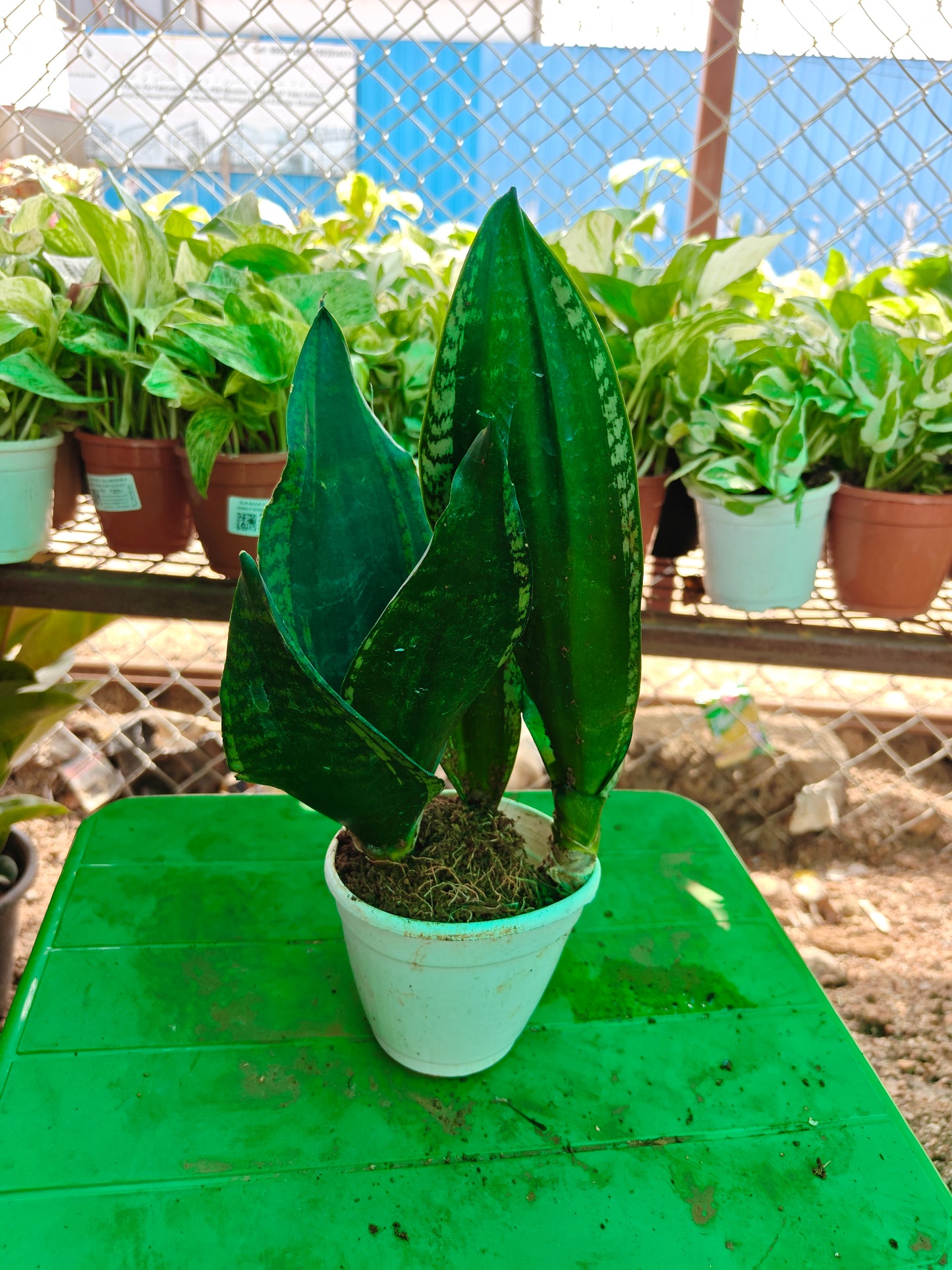 Snake plant