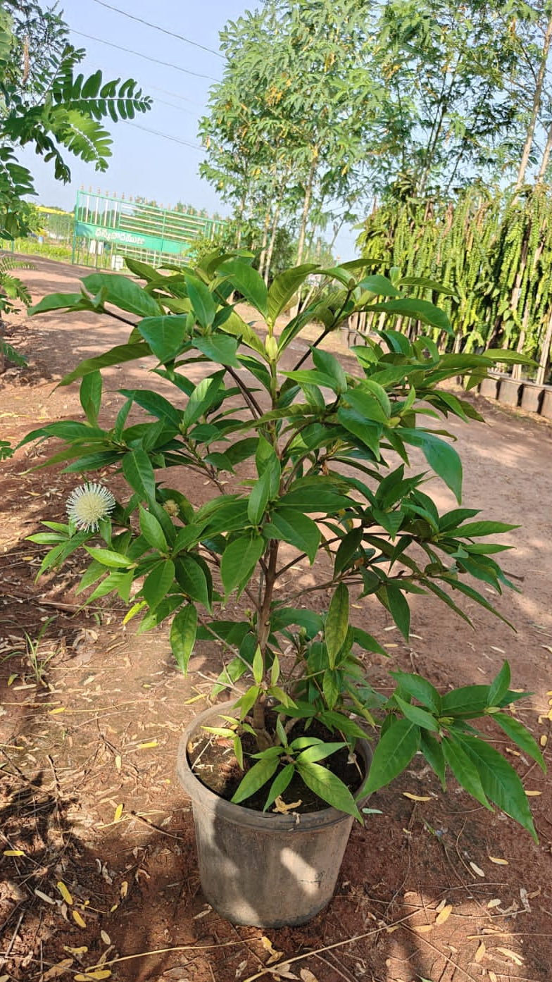 Mini Kadamba plant