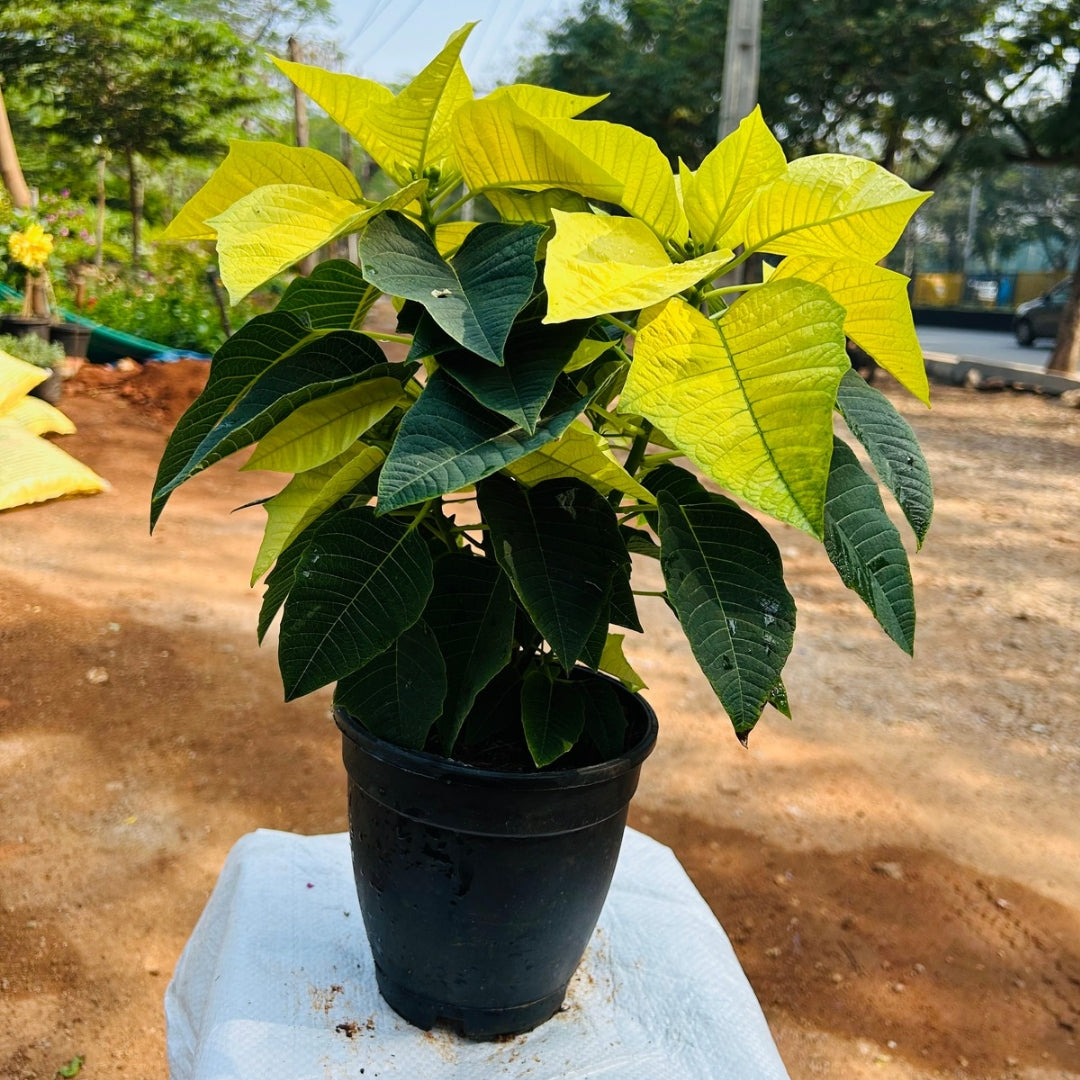 Poinsettia
