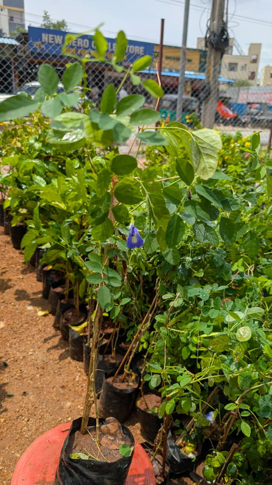 Shankampulu (Aparajita, Butterfly Pea)