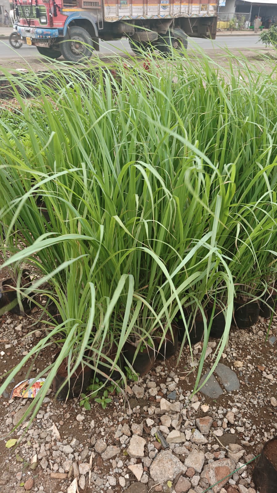 Lemon Grass