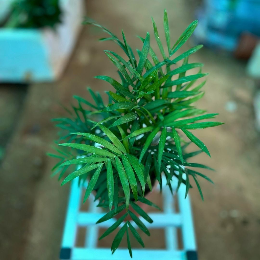 Parlor Palm ( Chamaedorea elegans )