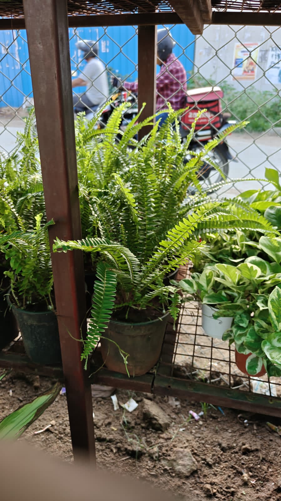 Fern Green Plant