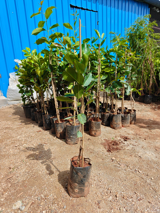 Jamun ( Neredu )