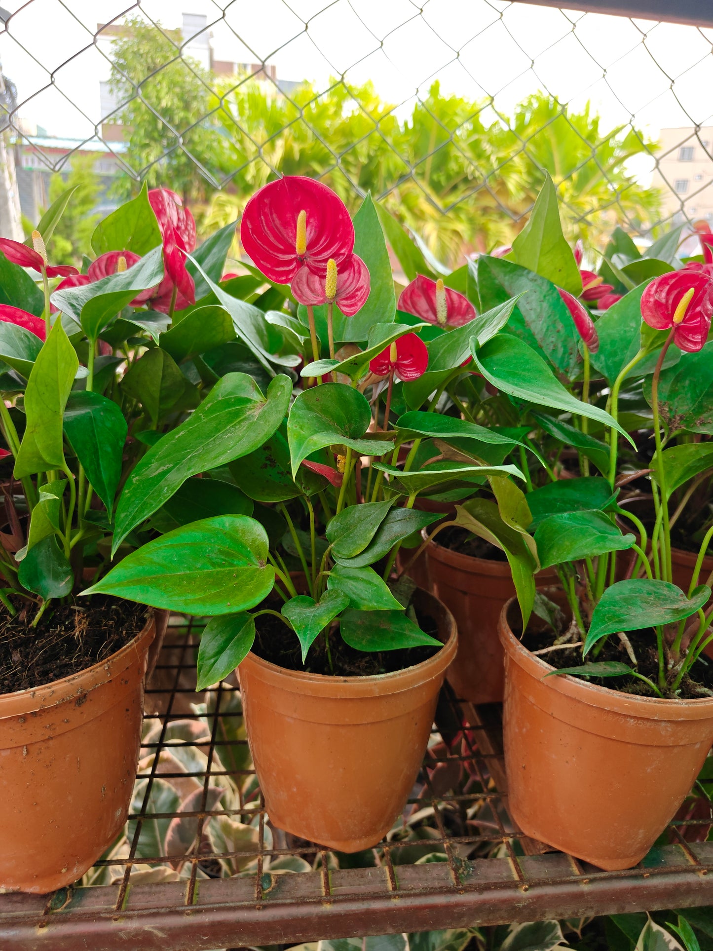 Anthurium Big