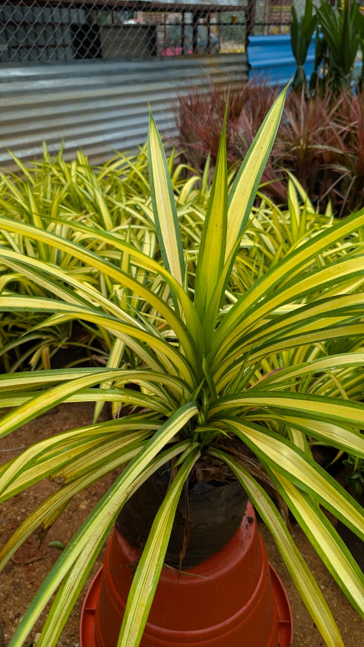 Pandanus (spider plant)