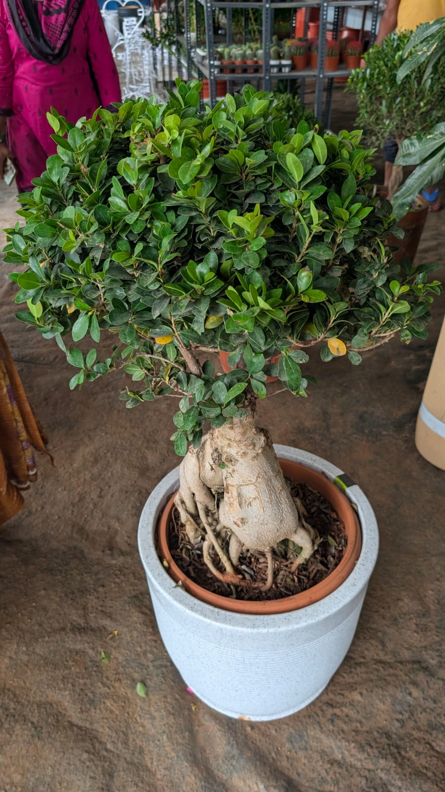 Ficus Bonsai