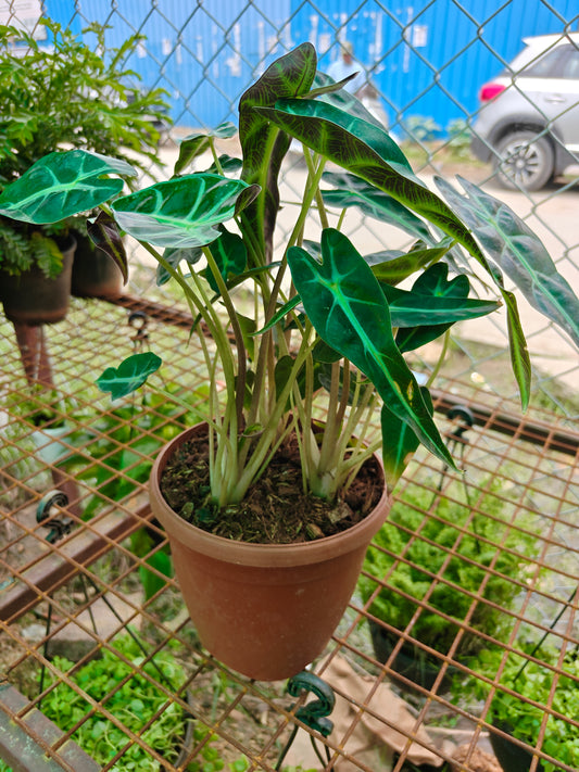 Alocasia Poly Narrow leaf