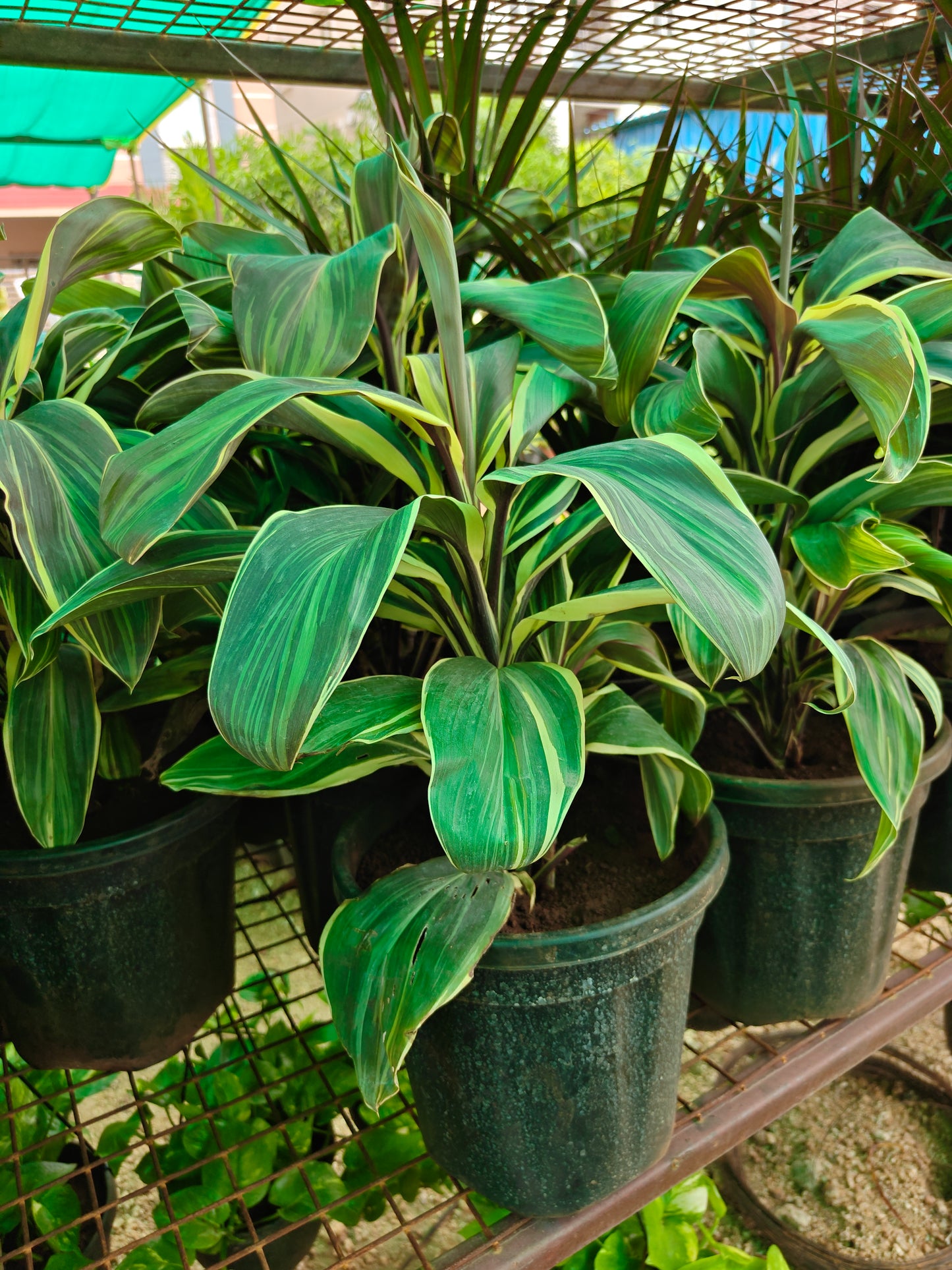 Dracena broad leaf